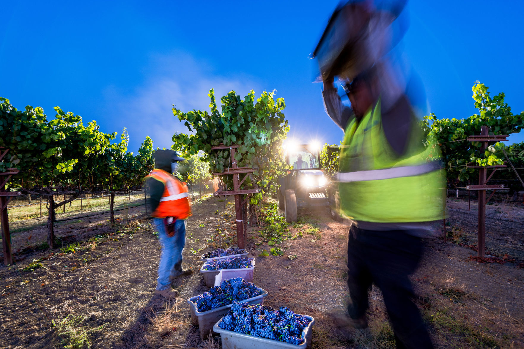 Napa Valley grape harvest 2019